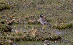 Phegornis mitchellii