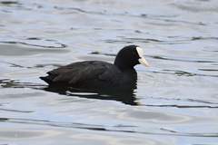 Fulica atra