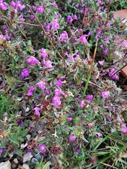 Galeopsis angustifolia