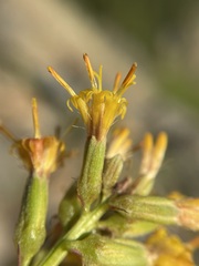 Rainiera stricta