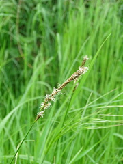 Carex disticha