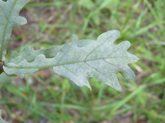 Erysiphe alphitoides