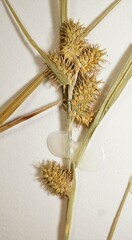 Carex × subviridula