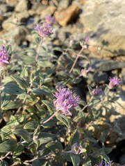 Monardella odoratissima