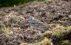 Thinocorus orbignyianus