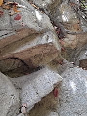 Plestiodon skiltonianus