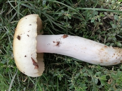 Russula foetens