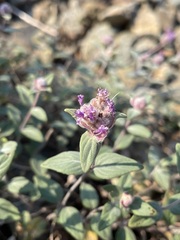 Monardella odoratissima