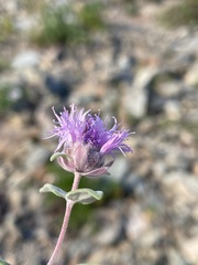 Monardella odoratissima