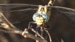 Onychogomphus uncatus