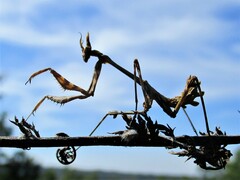 Empusa fasciata