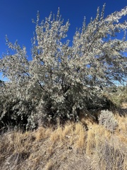 Elaeagnus angustifolia
