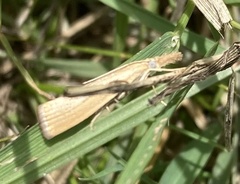 Agriphila