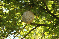 Dolichovespula maculata
