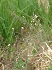 Arabidopsis thaliana