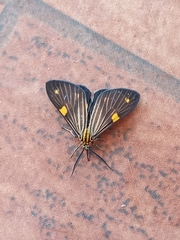 Phaeochlaena lampra