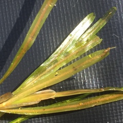 Potamogeton zosteriformis