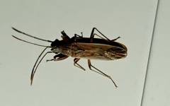 Paromius gracilis