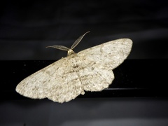 Hypomecis punctinalis conferenda