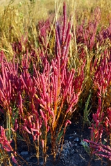 Salicornia rubra