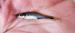 Notropis chalybaeus