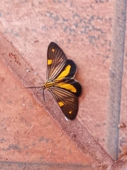 Phaeochlaena lampra