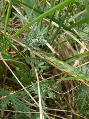 Potentilla argentea