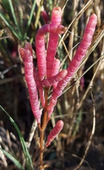 Salicornia rubra