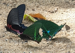 Papilio paris