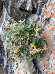Potentilla villosa