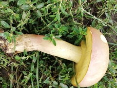 Butyriboletus pseudoregius