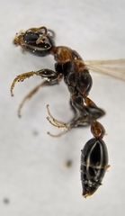 Pseudomyrmex ejectus