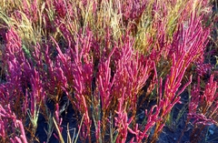 Salicornia rubra