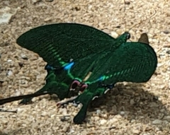 Papilio paris