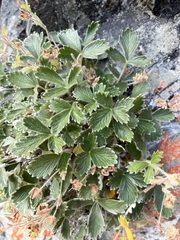 Potentilla villosa
