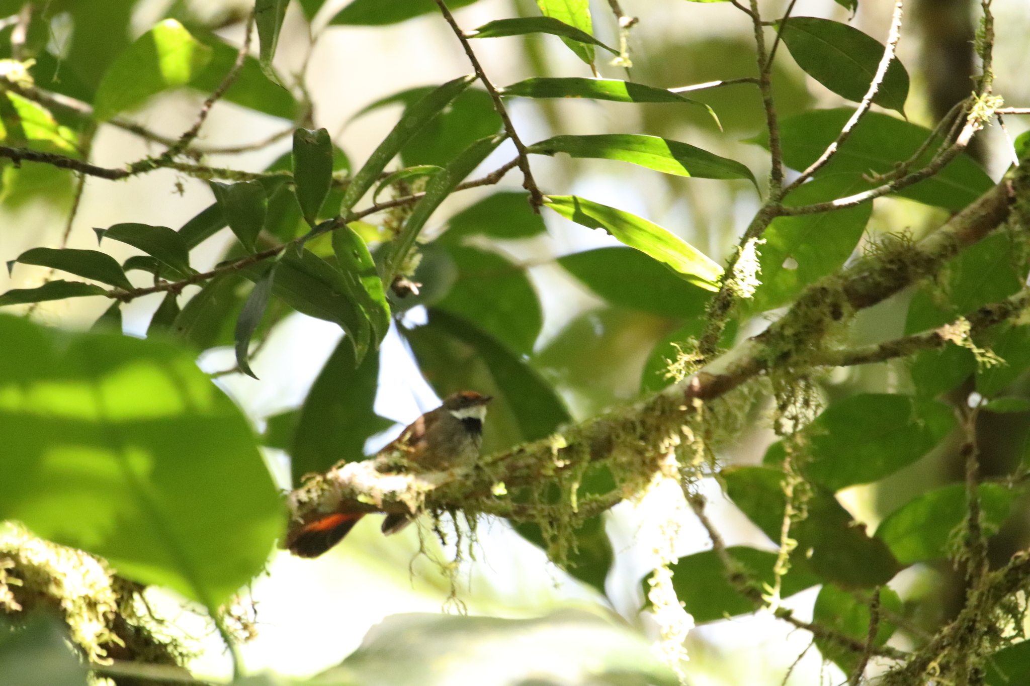 Sulawesi Fantail (Rhipidura teysmanni), photo 4