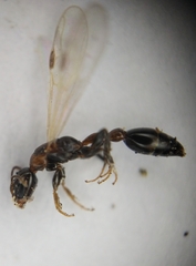 Pseudomyrmex ejectus