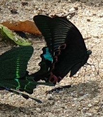 Papilio paris
