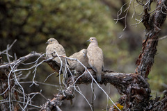 Metriopelia melanoptera
