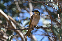 Gavicalis virescens