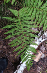 Athyrium angustum