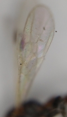 Pseudomyrmex ejectus