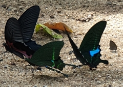 Papilio paris