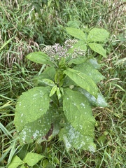 Eutrochium purpureum
