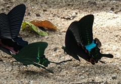 Papilio paris