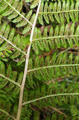 Athyrium angustum