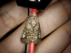 Protomiselia bilinea