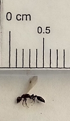 Pseudomyrmex ejectus