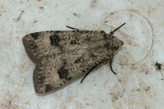 Agrotis trux