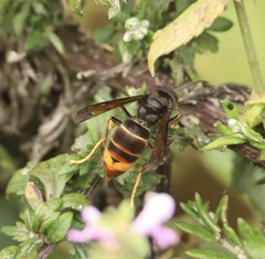 Vespa velutina
